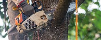 Trusted New Lisbon, WI Tree Removal Experts