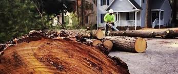 Best Lawn Drainage Solutions  in New Lisbon, WI