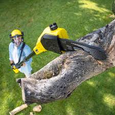 Best Sod Installation  in New Lisbon, WI