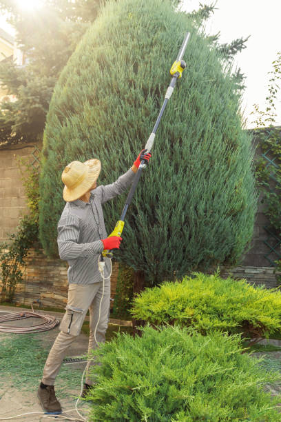 Best Lawn Disease Treatment  in New Lisbon, WI
